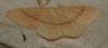 Cyclophora sp.